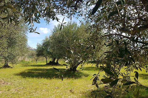 Angeli Olivenöl - Basilikata Bäume - Landschaften