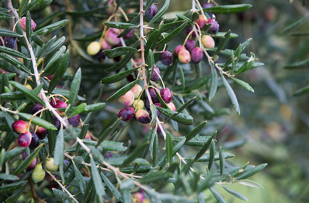 Angeli - olio e non solo - Basilikata - Olivenbäume