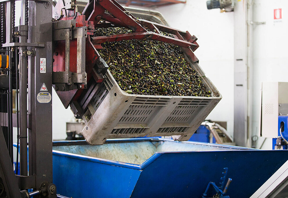 Angeli Olivenöl - Produktion in Cancellara - Anlieferung der Oliven