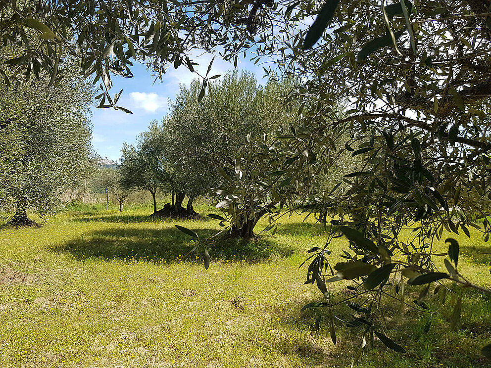 Angeli - olio e non solo - Basilikata - Olivenbäume